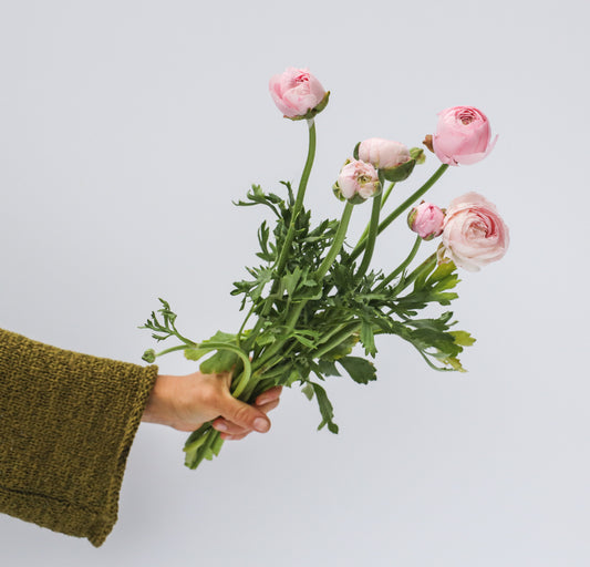 Ranunculus Amandine Chamallow - 20 corms