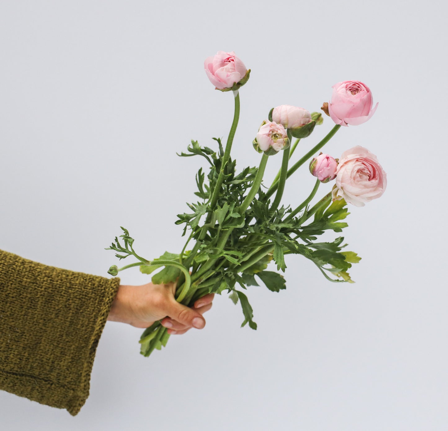 Ranunculus Amandine Chamallow - 20 corms (Available Now)