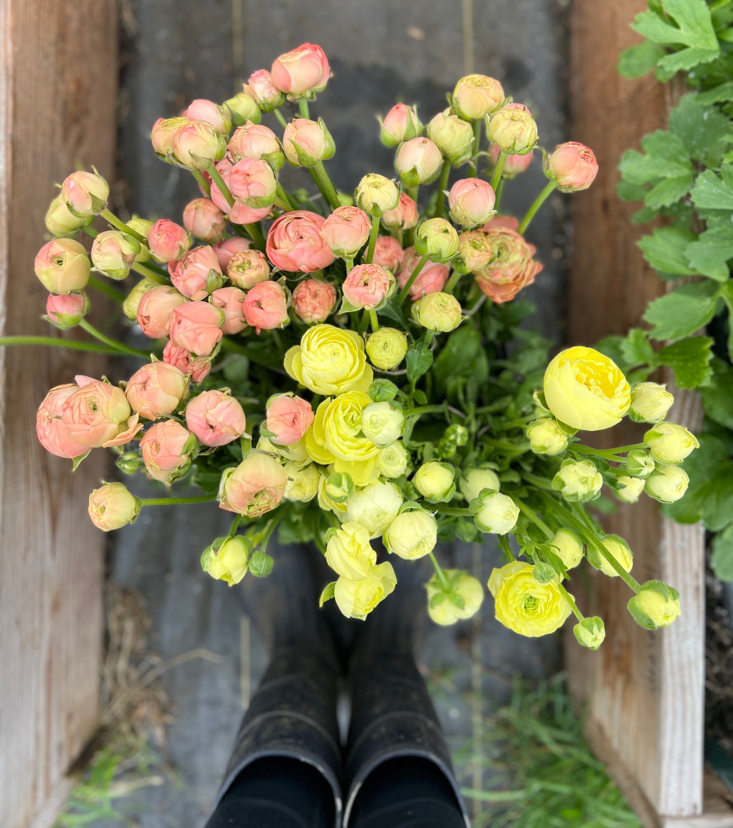 Ranunculus Amandine Cream - 20 corms