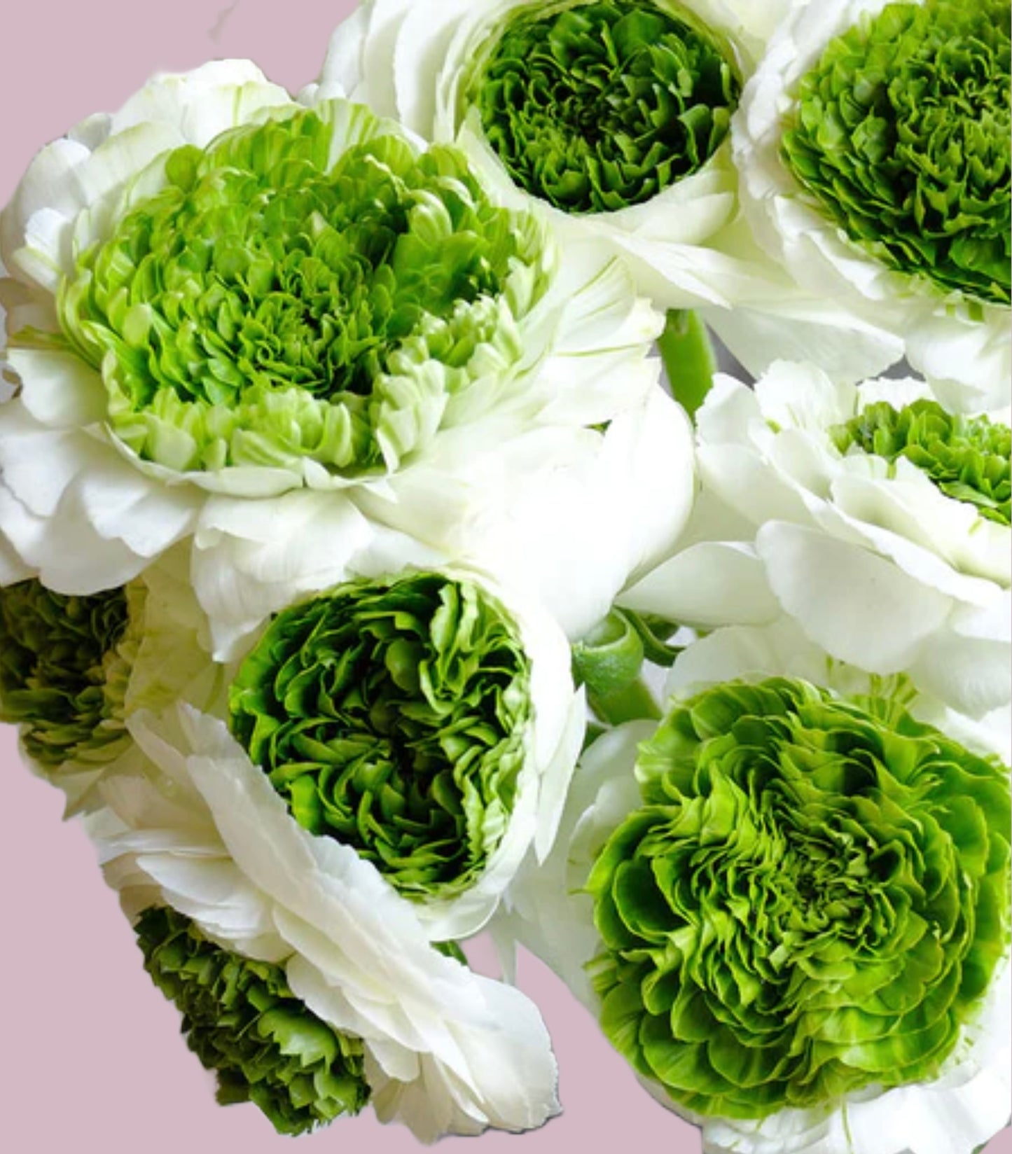 Ranunculus Festival Bianco - 20 corms (Available Now)