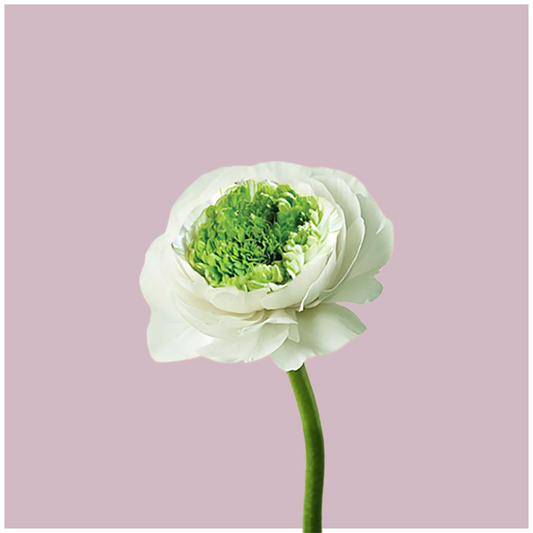 Ranunculus Festival Bianco - 20 corms (Available Now)