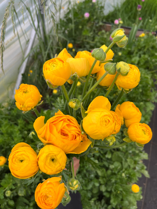 Ranunculus Amandine Gold - 20 corms