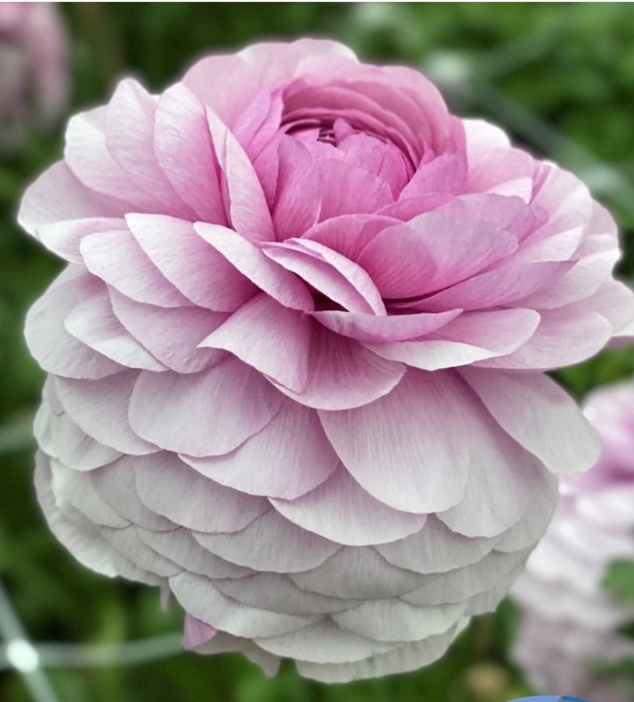 Ranunculus Elegance Milka - 20 corms - Available Now