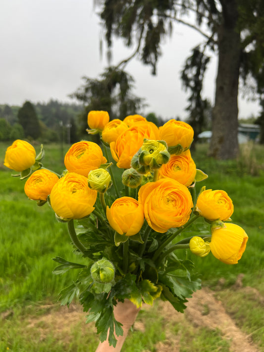 Ranunculus Amandine Gold - 20 corms