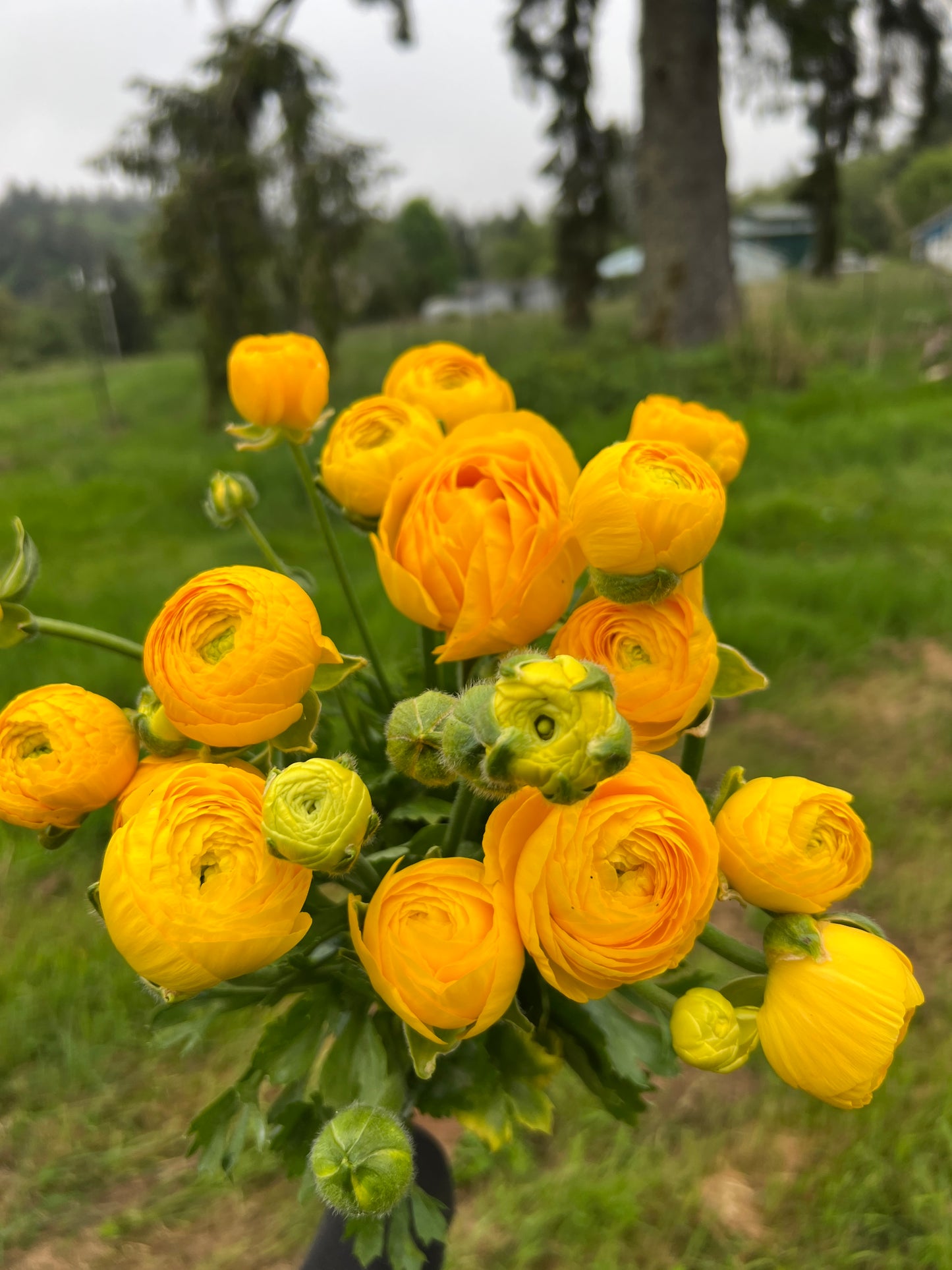 Ranunculus Amandine Gold - 20 corms