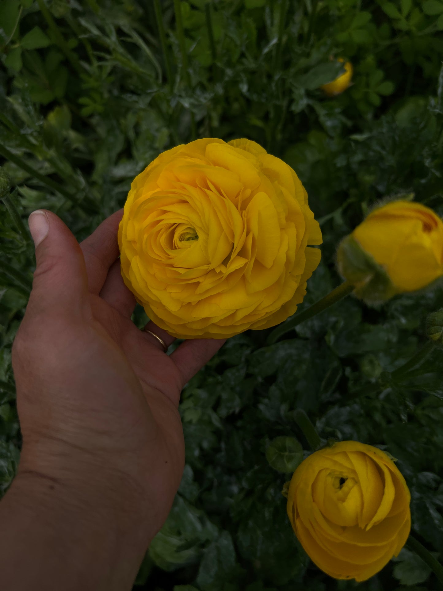 Ranunculus Amandine Gold - 20 corms