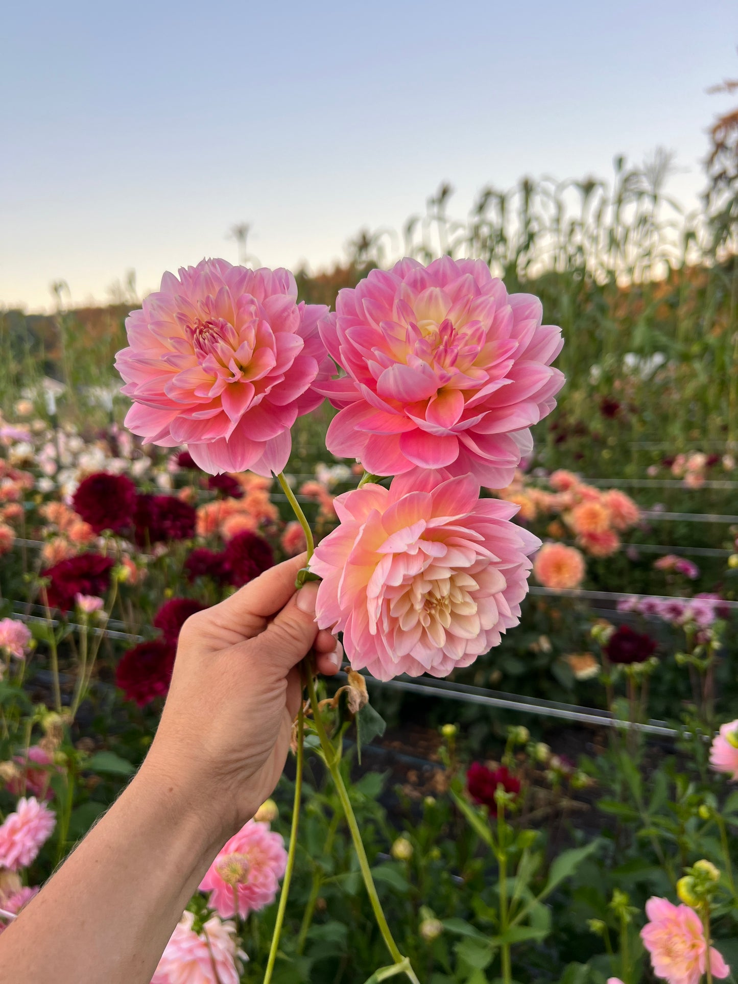 Rosemary Webb Dahlia - LIMIT 1