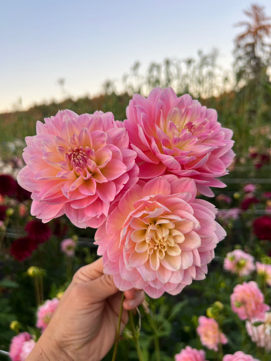Rosemary Webb Dahlia - LIMIT 1