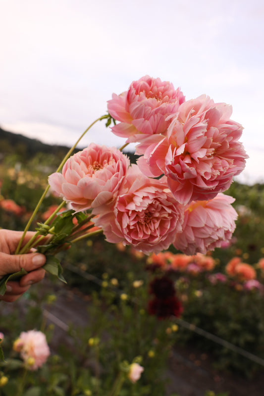 Rosemary Webb Dahlia - LIMIT 1