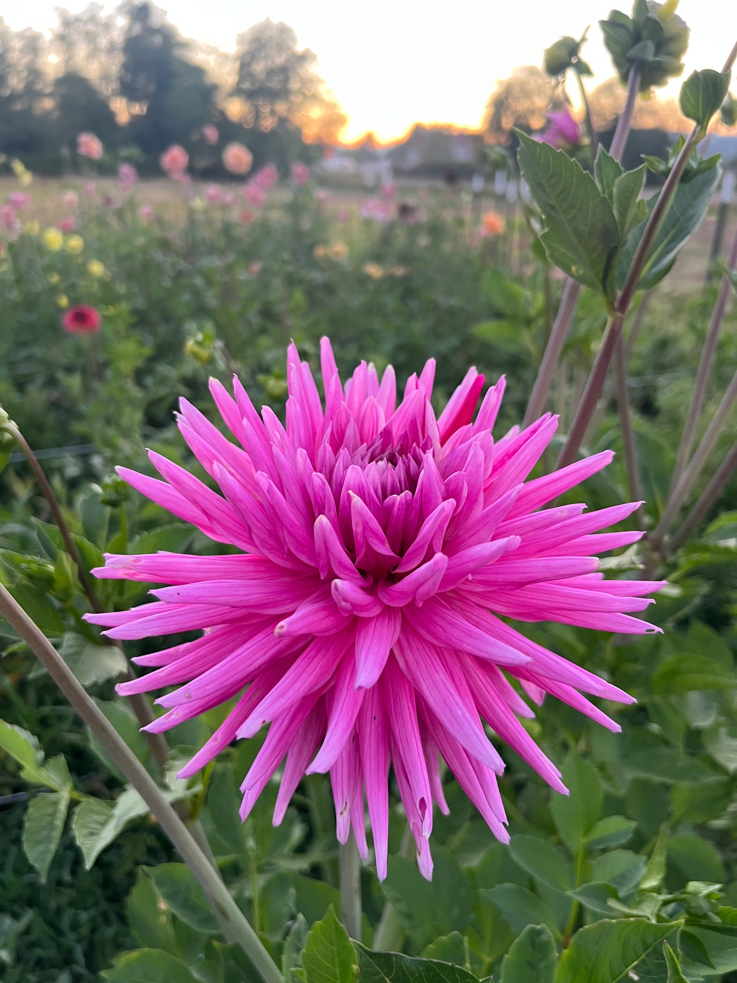 Sandia Barbie Dahlia