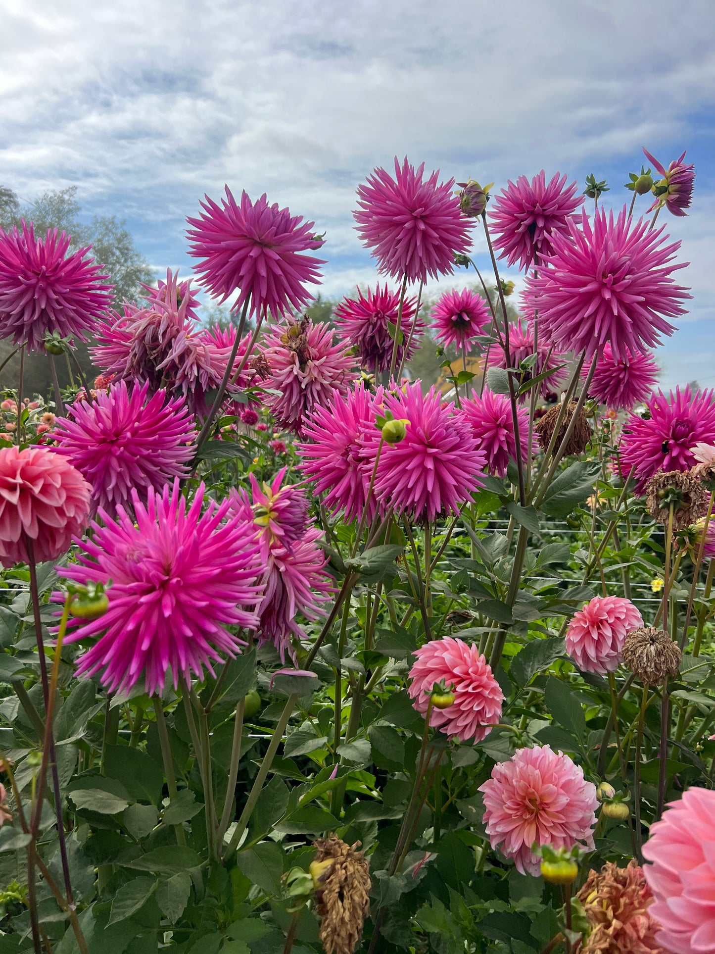 Sandia Barbie Dahlia