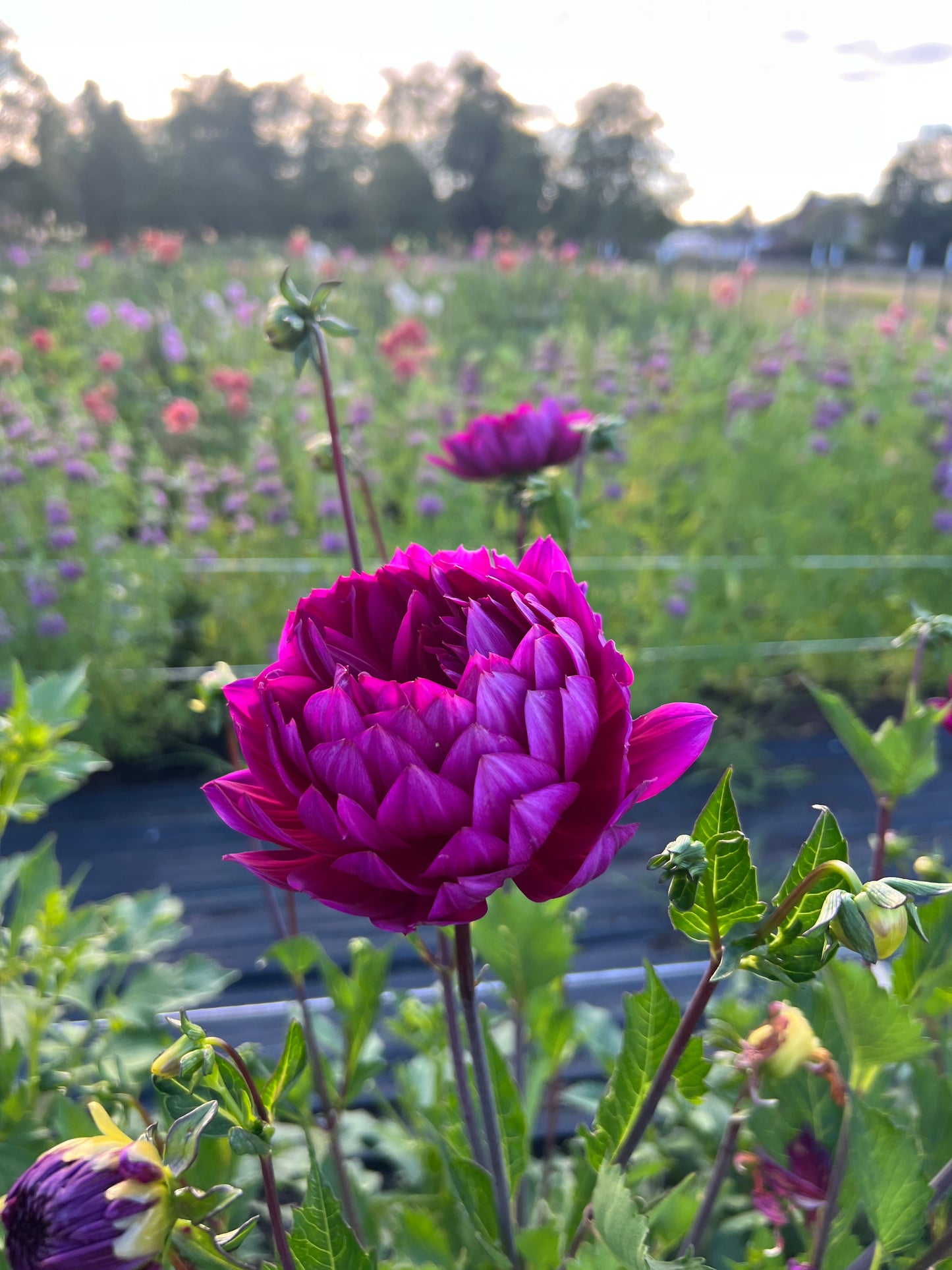 Sandia Nocturne Dahlia