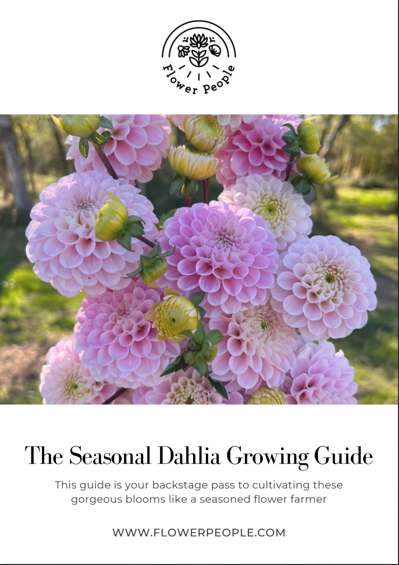 The Seasonal Dahlia Growing Guide (Digital Download)