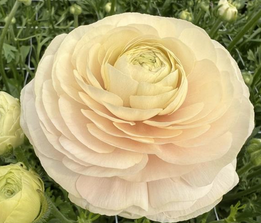 Ranunculus Half Clone Wedding Pastels - 15 corms