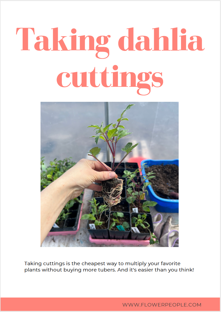 The Seasonal Dahlia Growing Guide (Digital Download)