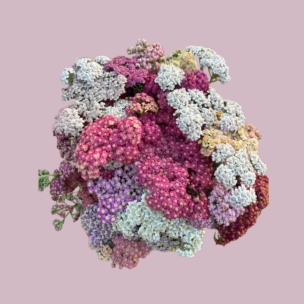 Yarrow 'Summer Pastels'