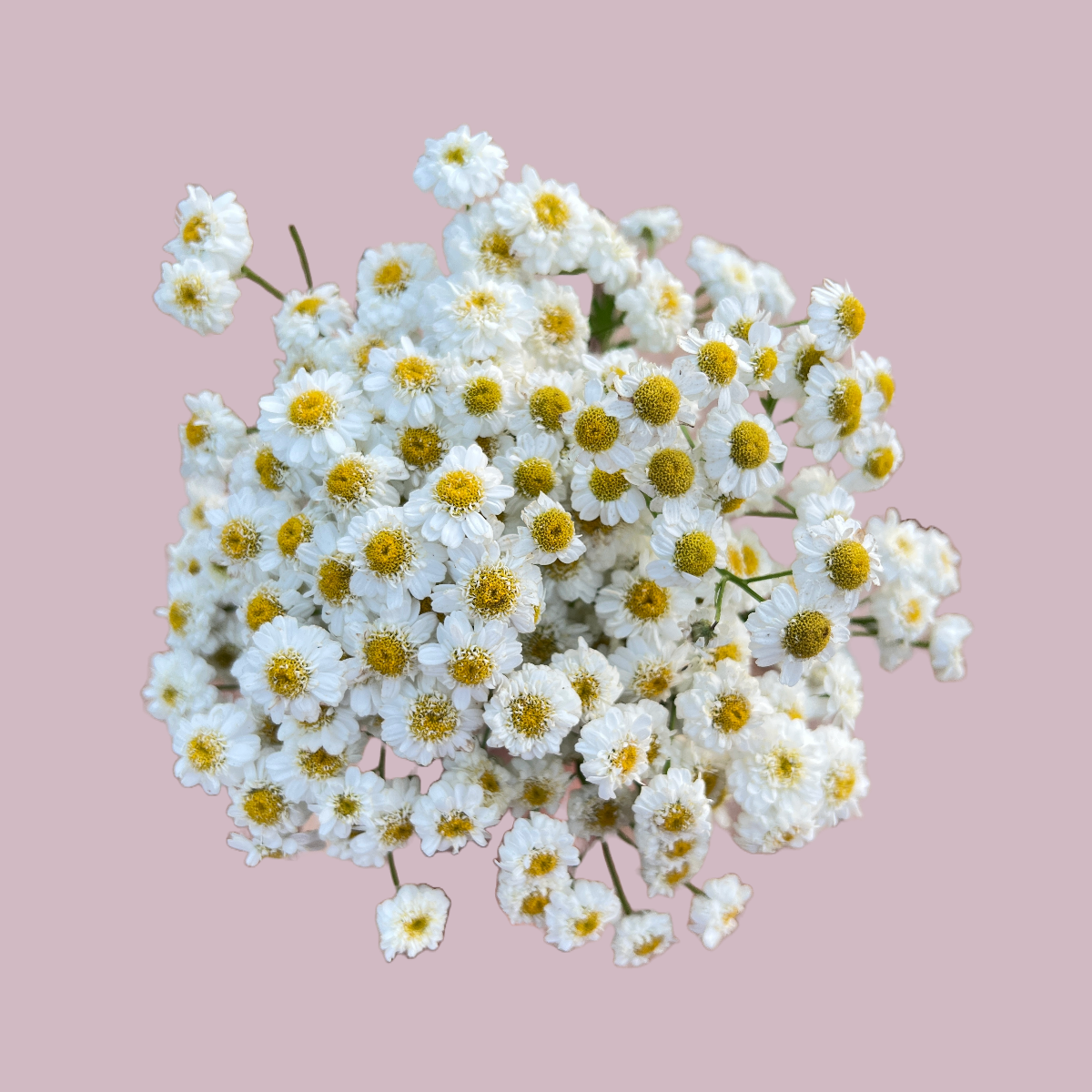 Feverfew 'Tetra White'