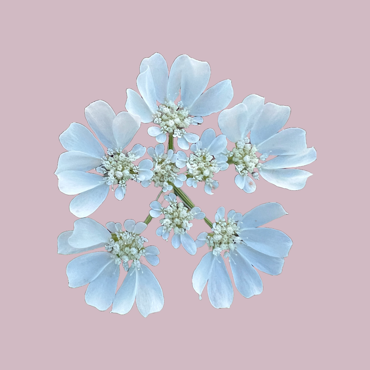 Orlaya 'White Finch'