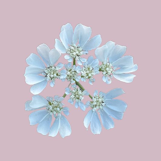 Orlaya 'White Finch'