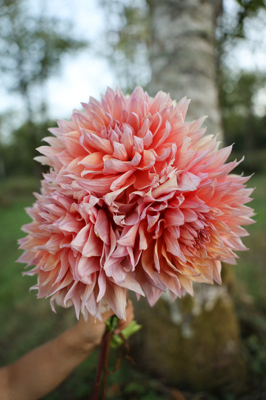 Sherwood Peach Dahlia