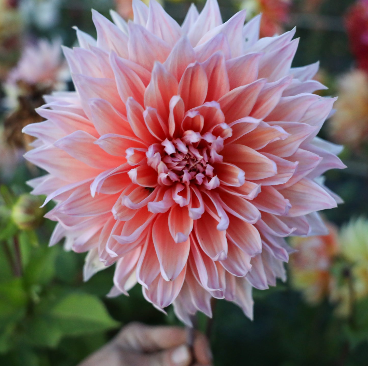 Sherwood Peach Dahlia