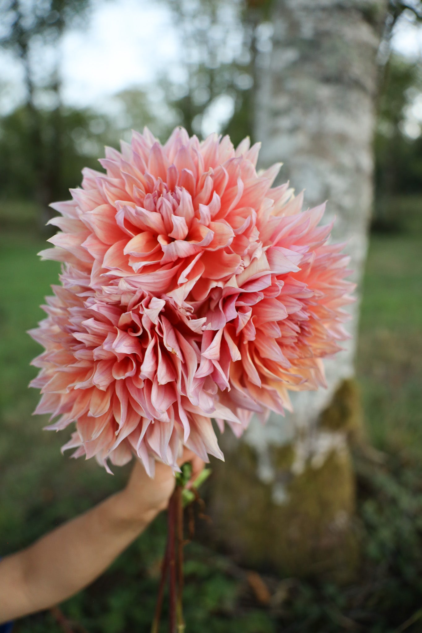 Sherwood Peach Dahlia