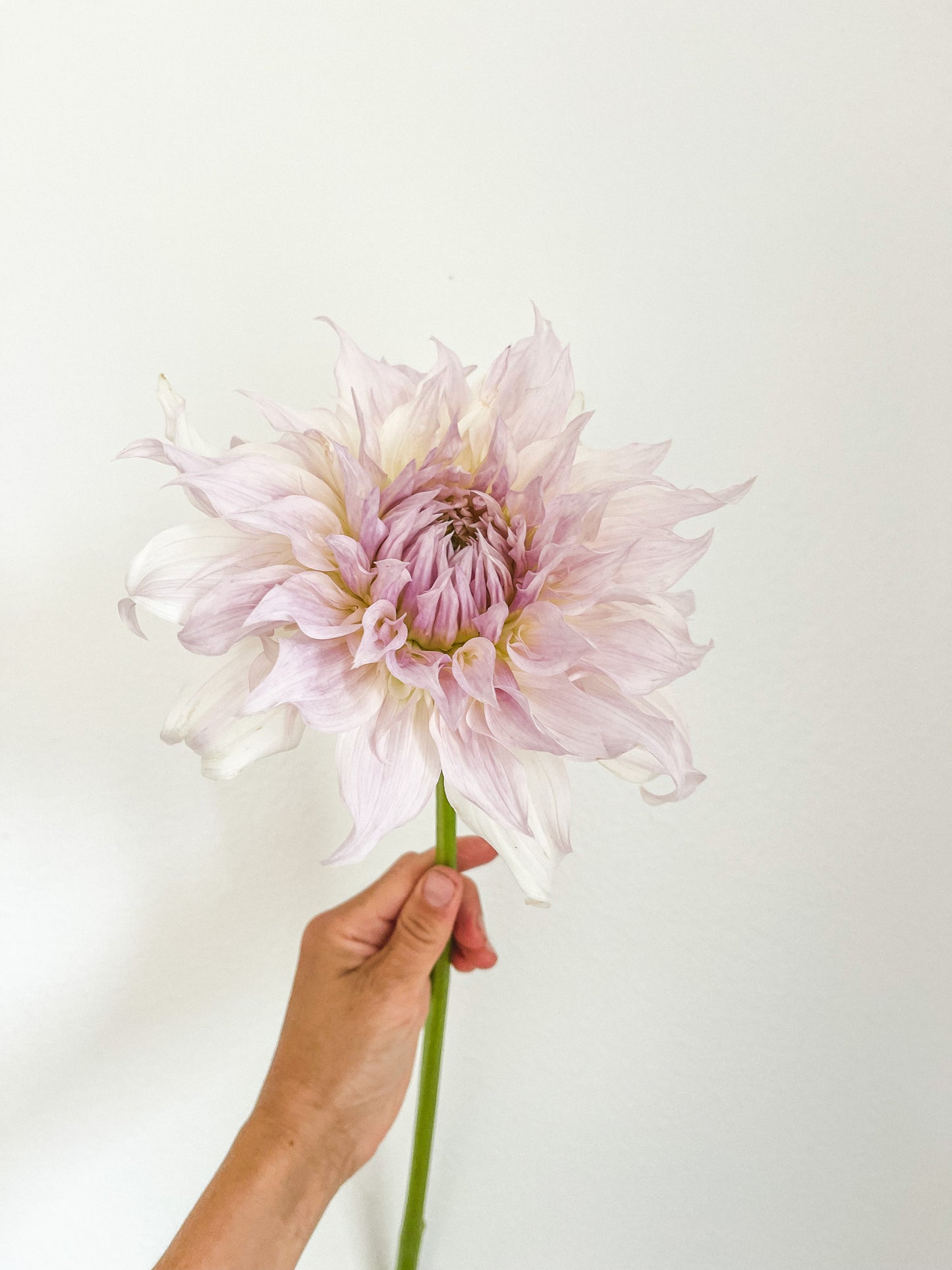 Shiloh Noelle Dahlia