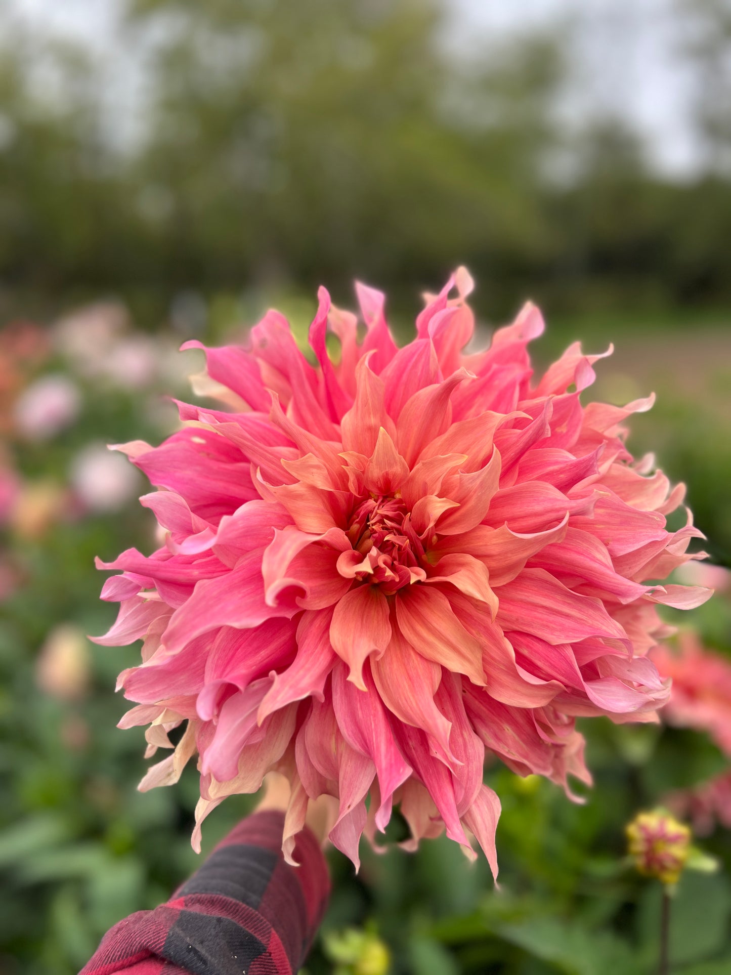 Sierra Glow Dahlia