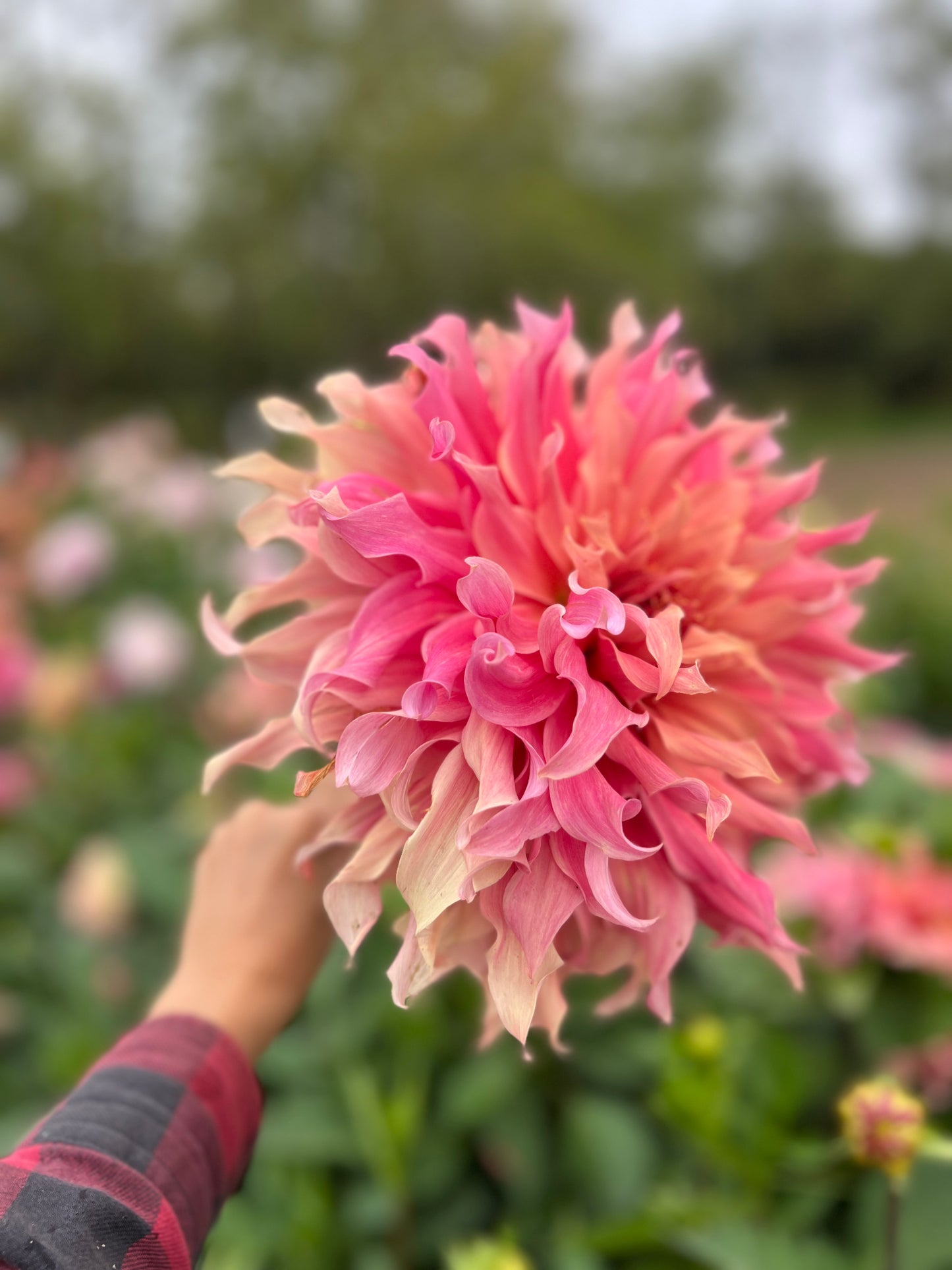 Sierra Glow Dahlia