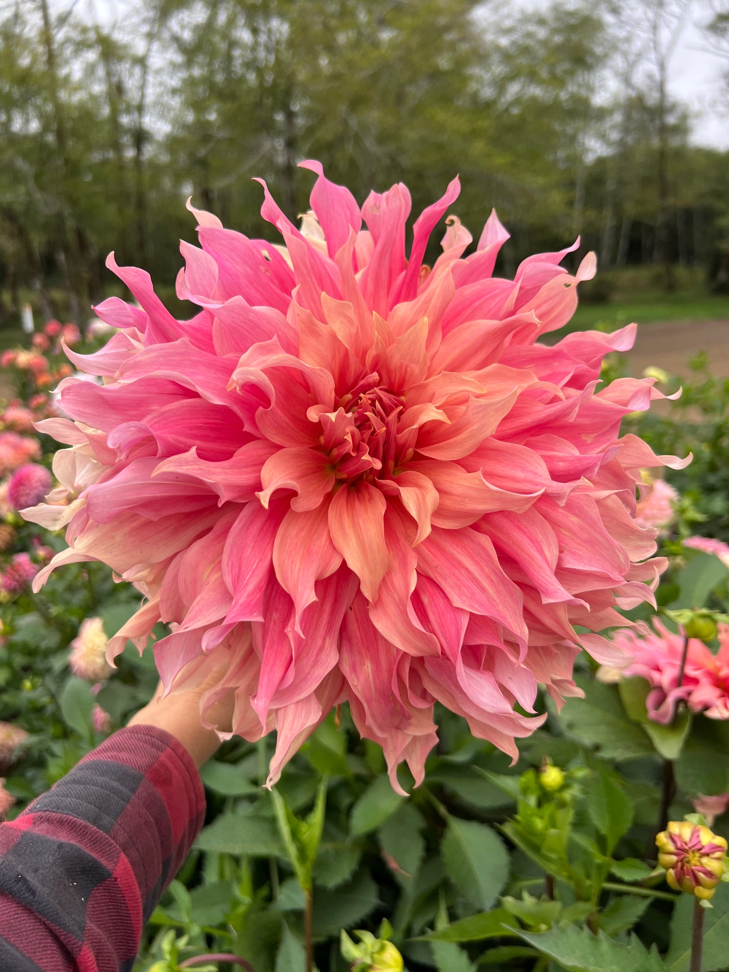 Sierra Glow Dahlia