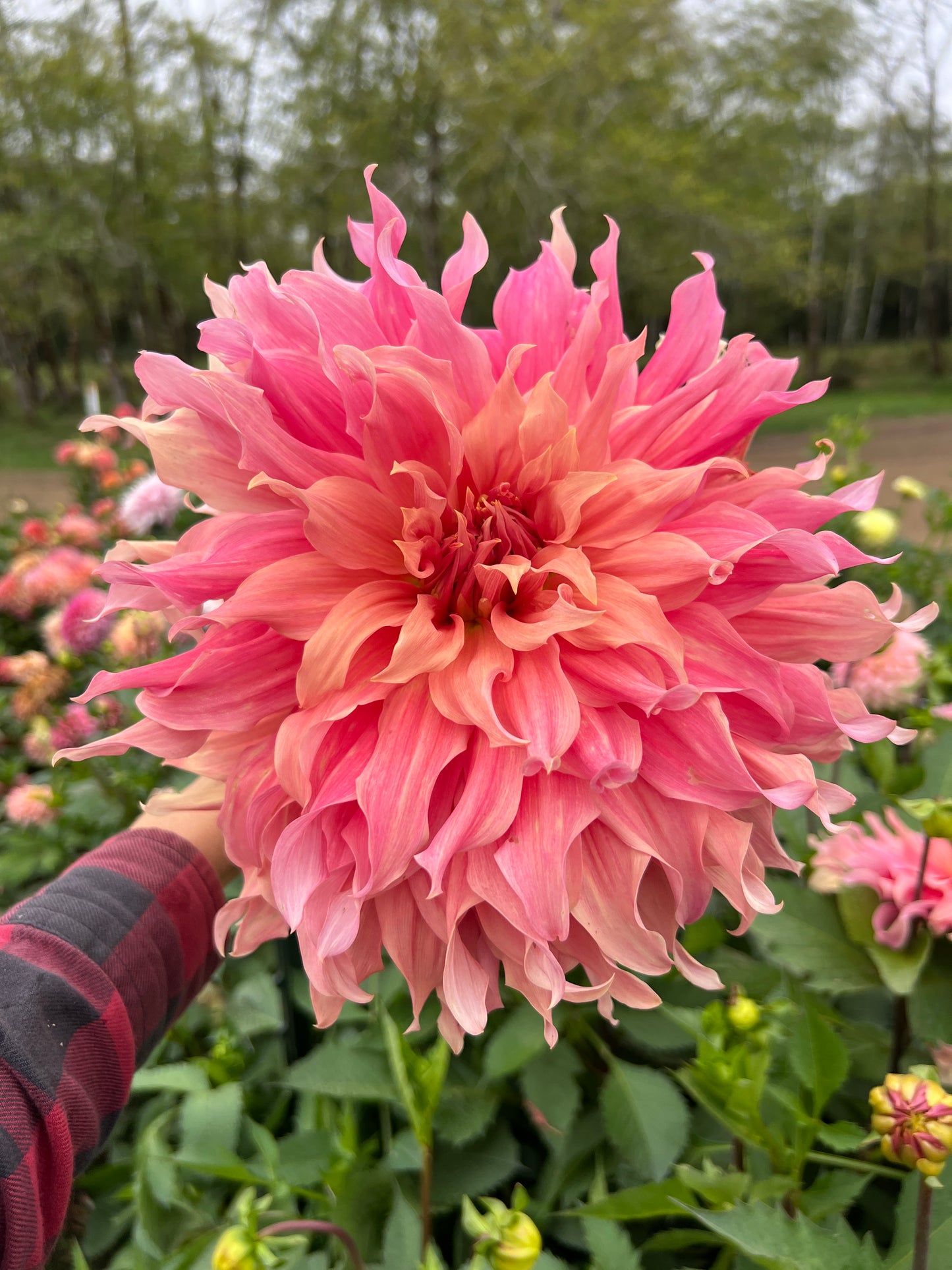 Sierra Glow Dahlia