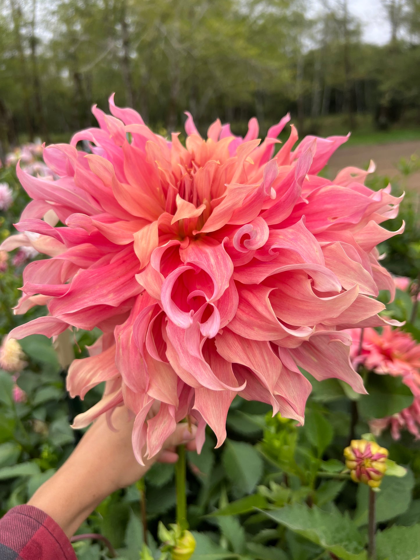 Sierra Glow Dahlia