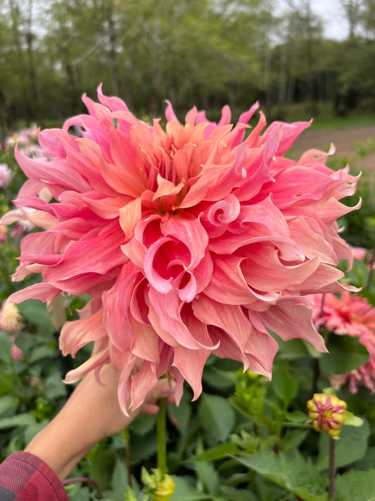 Sierra Glow Dahlia