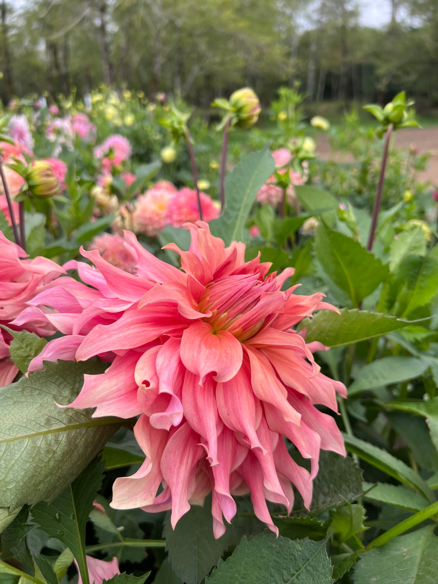 Sierra Glow Dahlia