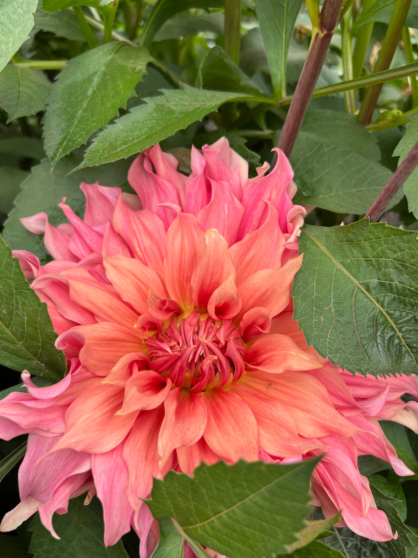 Sierra Glow Dahlia