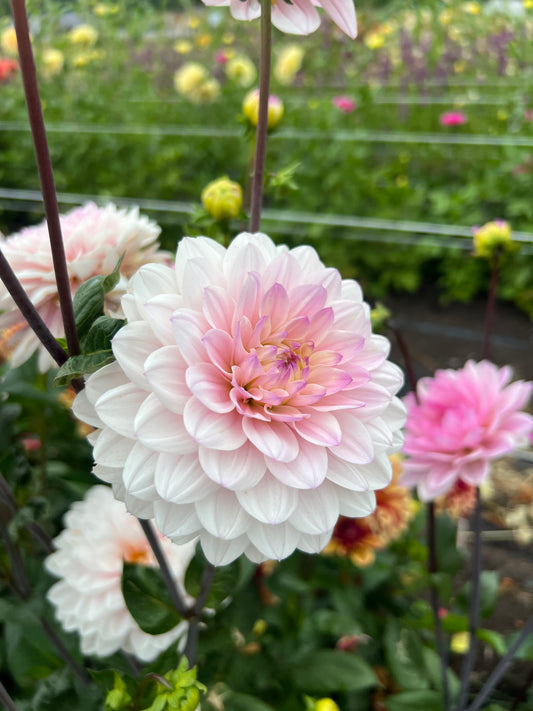Silver Years Dahlia