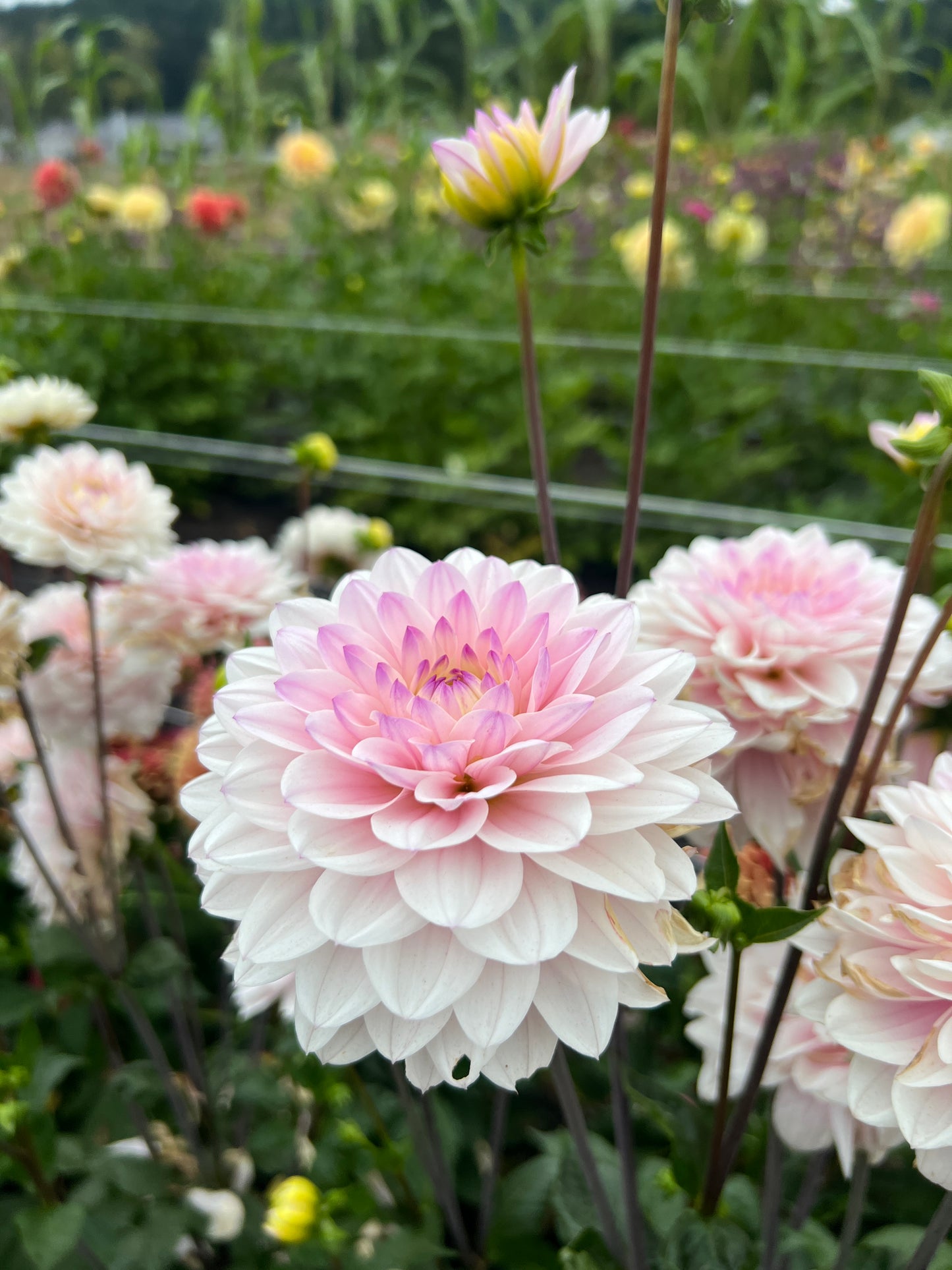 Silver Years Dahlia