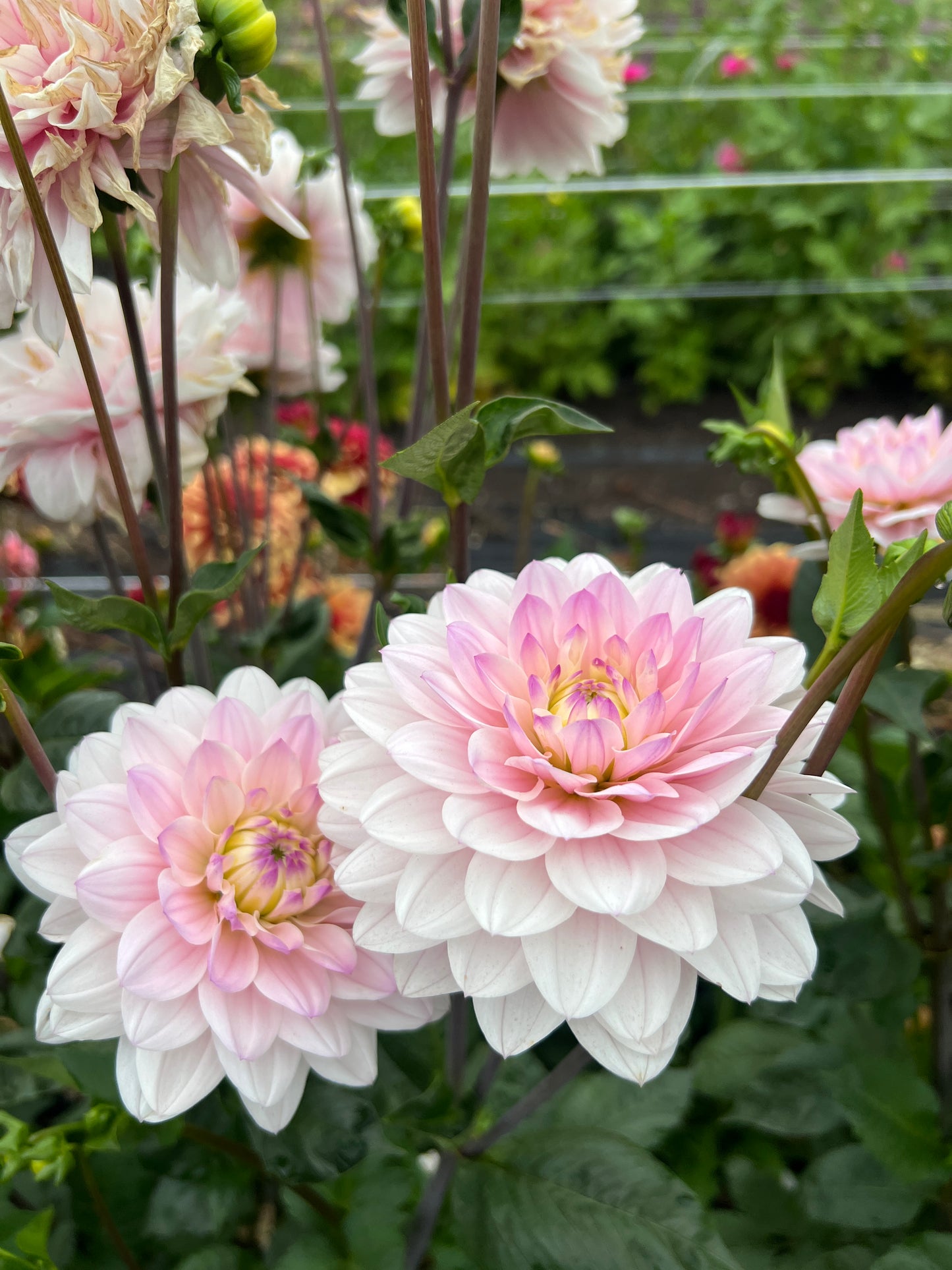 Silver Years Dahlia