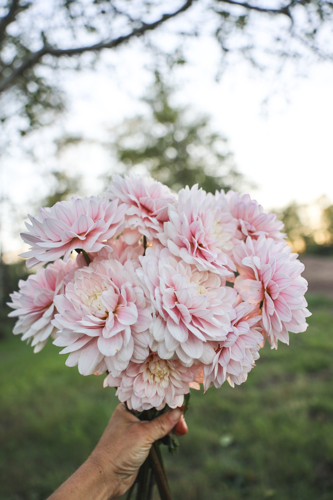 Silver Years Dahlia