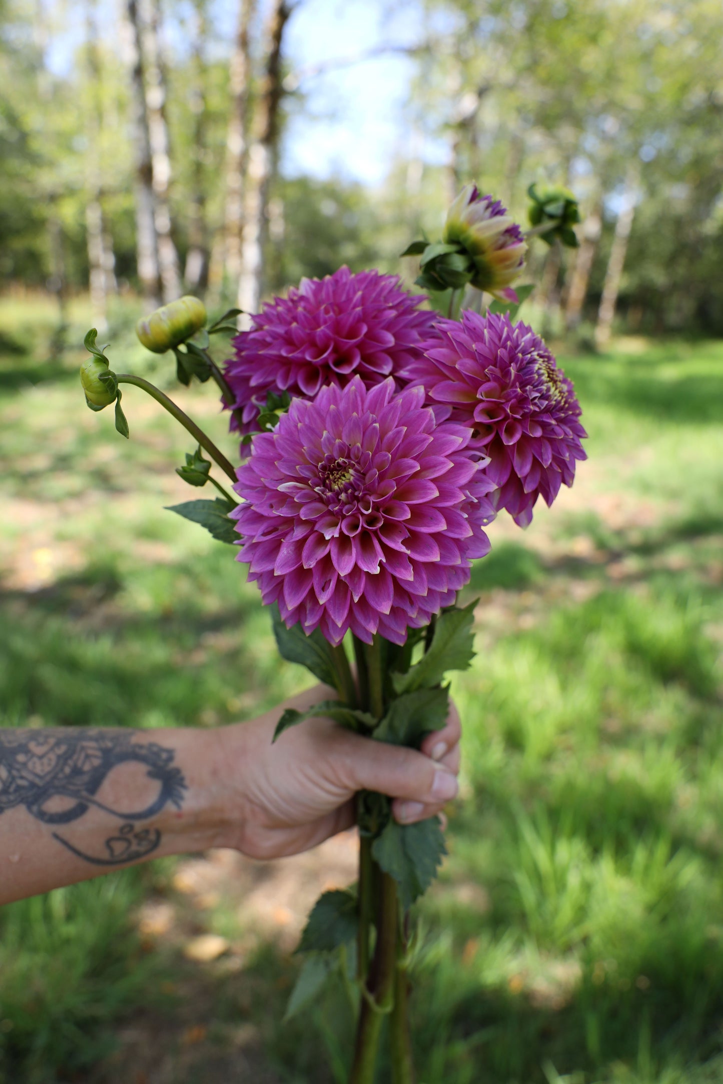 Skipley Spot of Gold Dahlia
