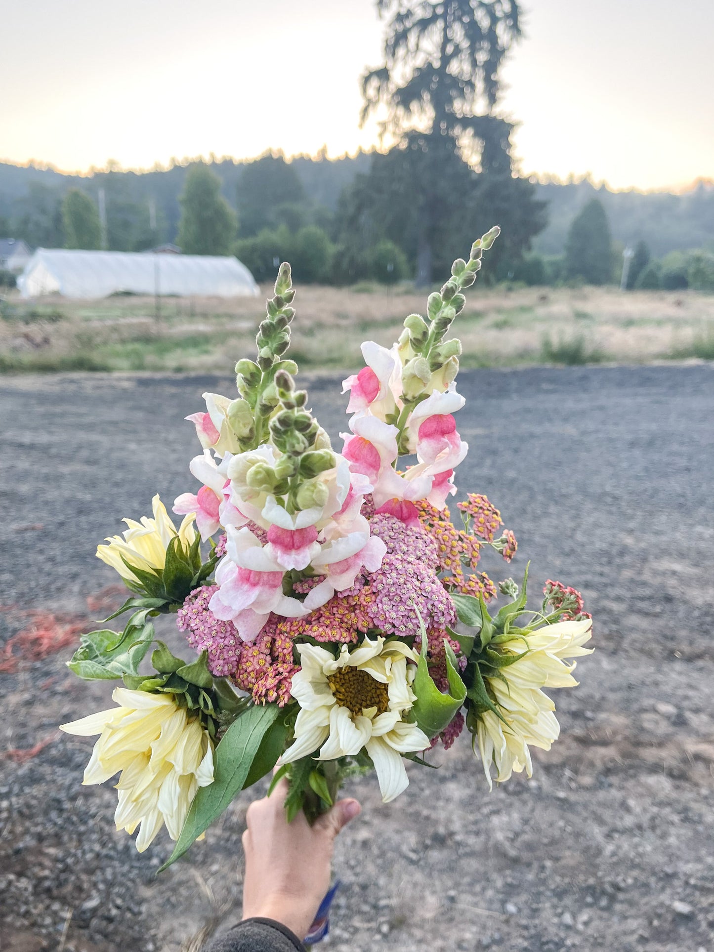 Snapdragon ‘Potomac Appleblossom’