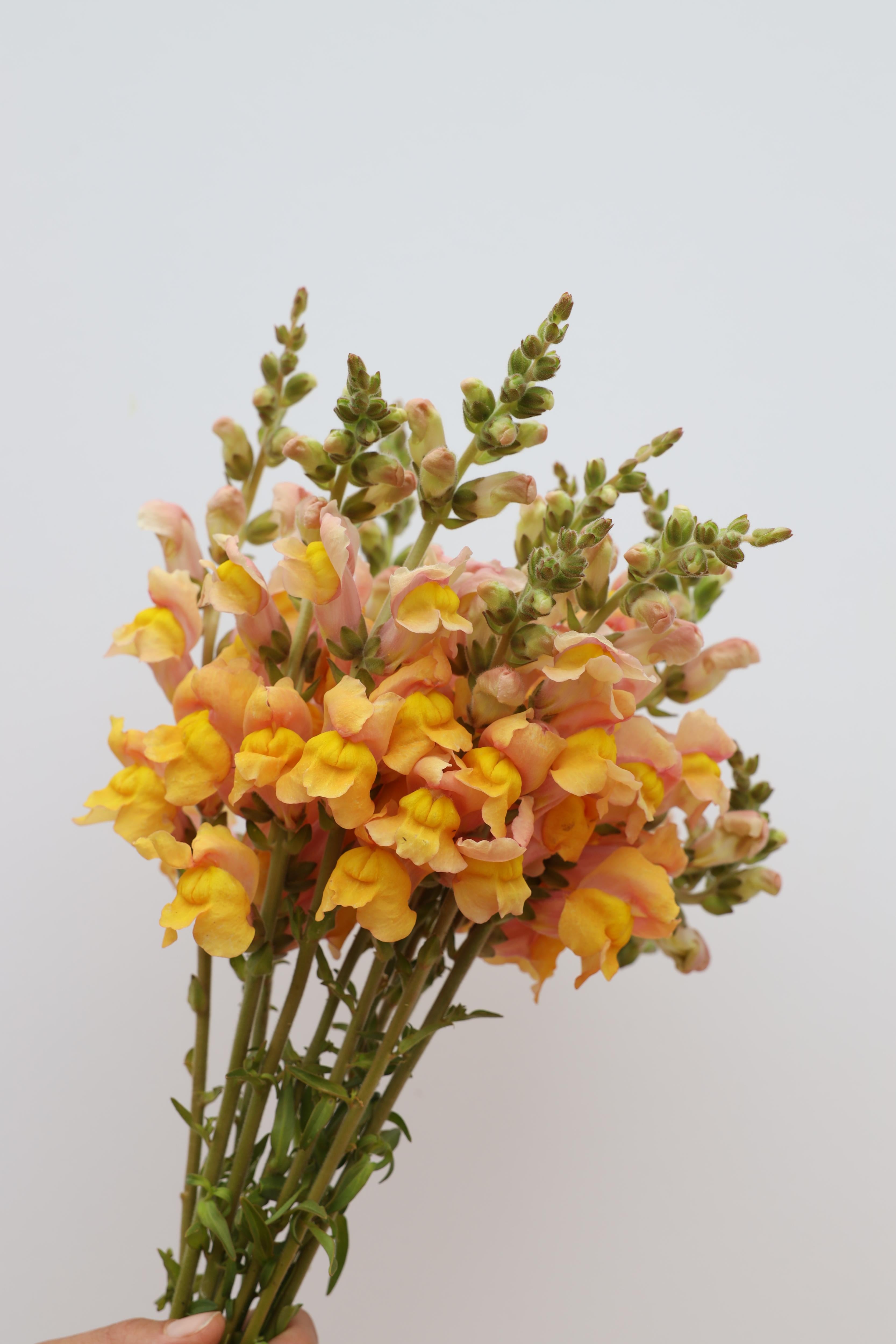 Snapdragon_Costa_Apricot_bunch