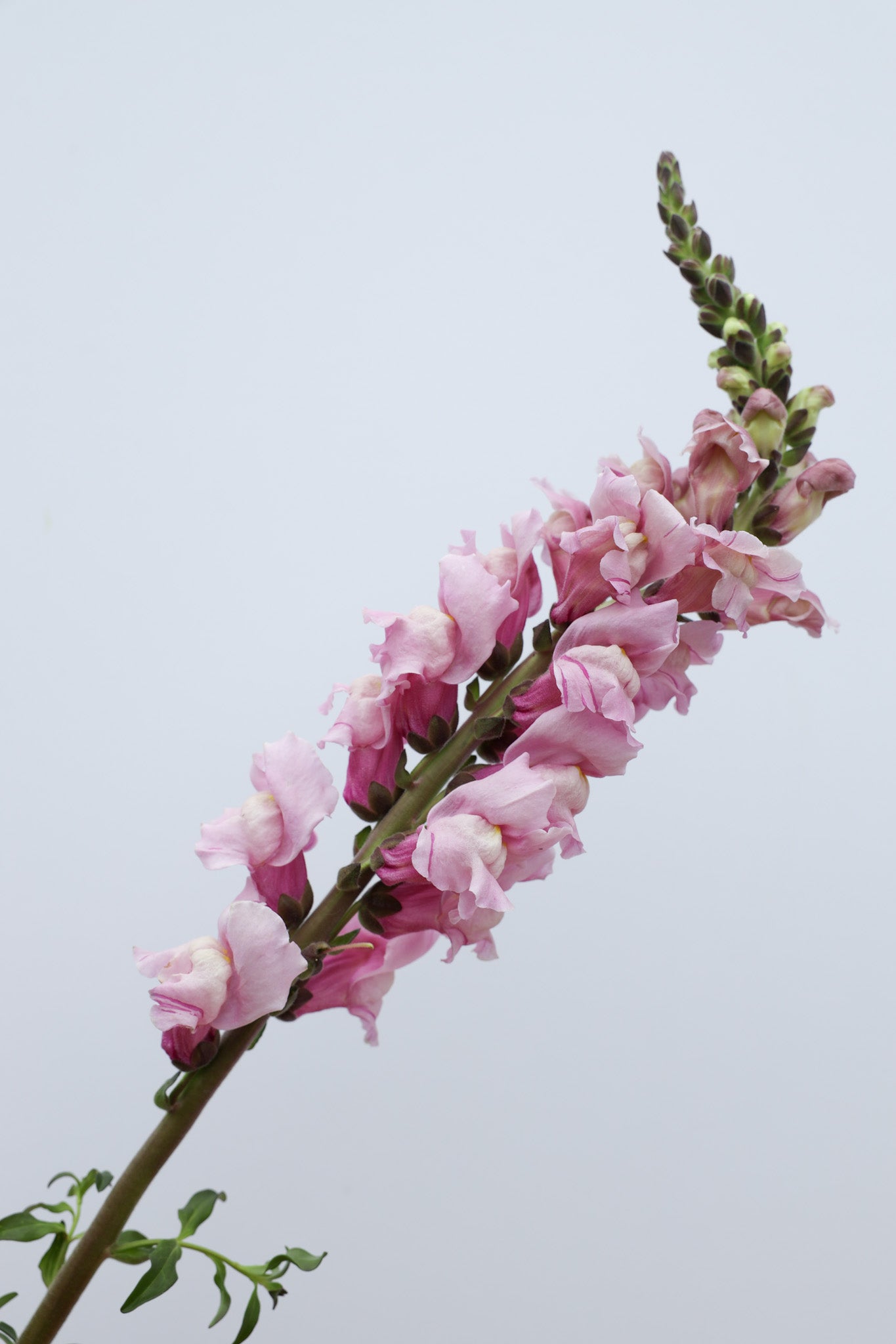 Snapdragon ‘Potomac Lavender’