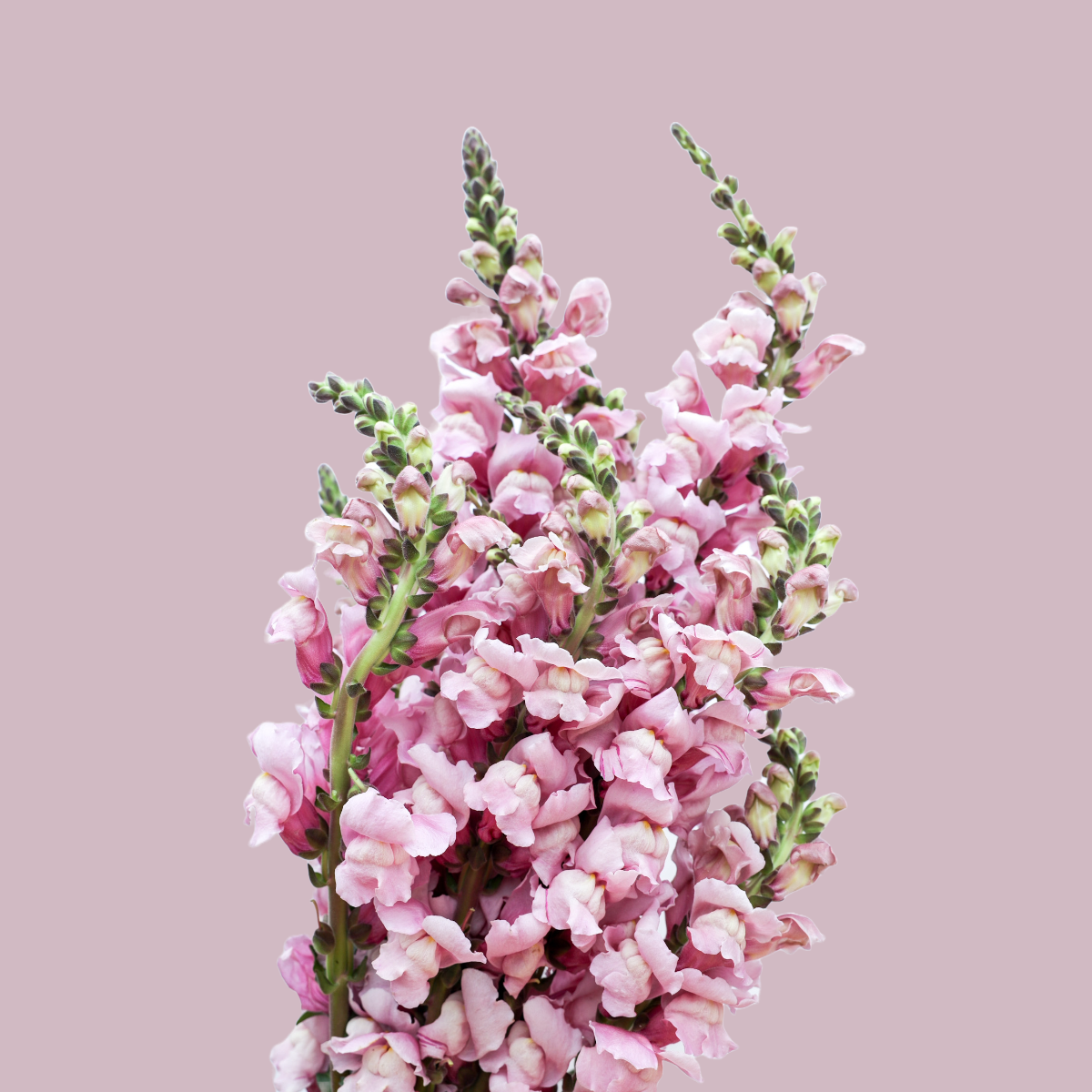 Snapdragon ‘Potomac Lavender’