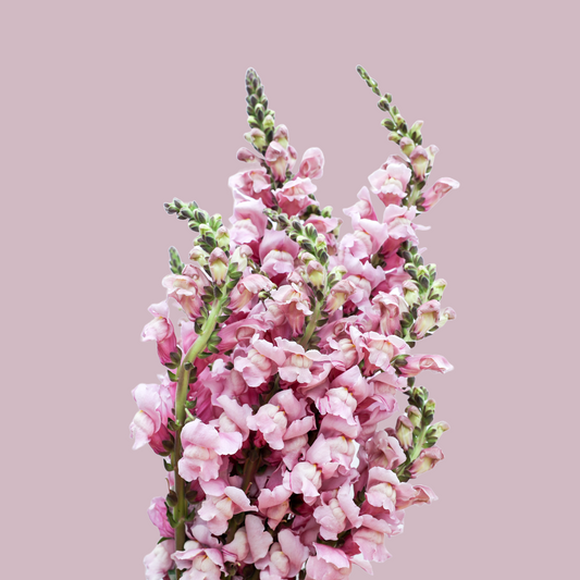 Snapdragon ‘Potomac Lavender’