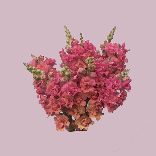 Snapdragon ‘Madame Butterfly Bronze’