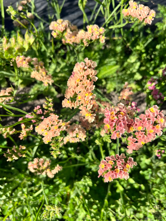Statice 'Apricot'
