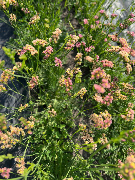 Statice 'Apricot'