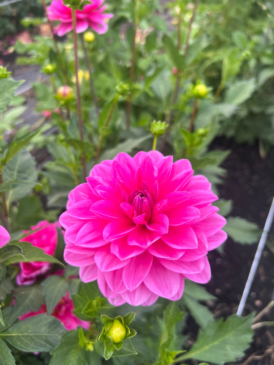 Stella J Dahlia