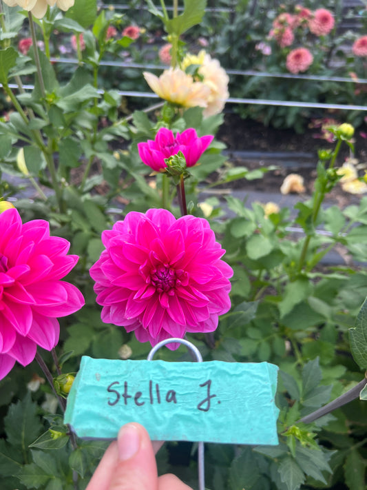 Stella J Dahlia